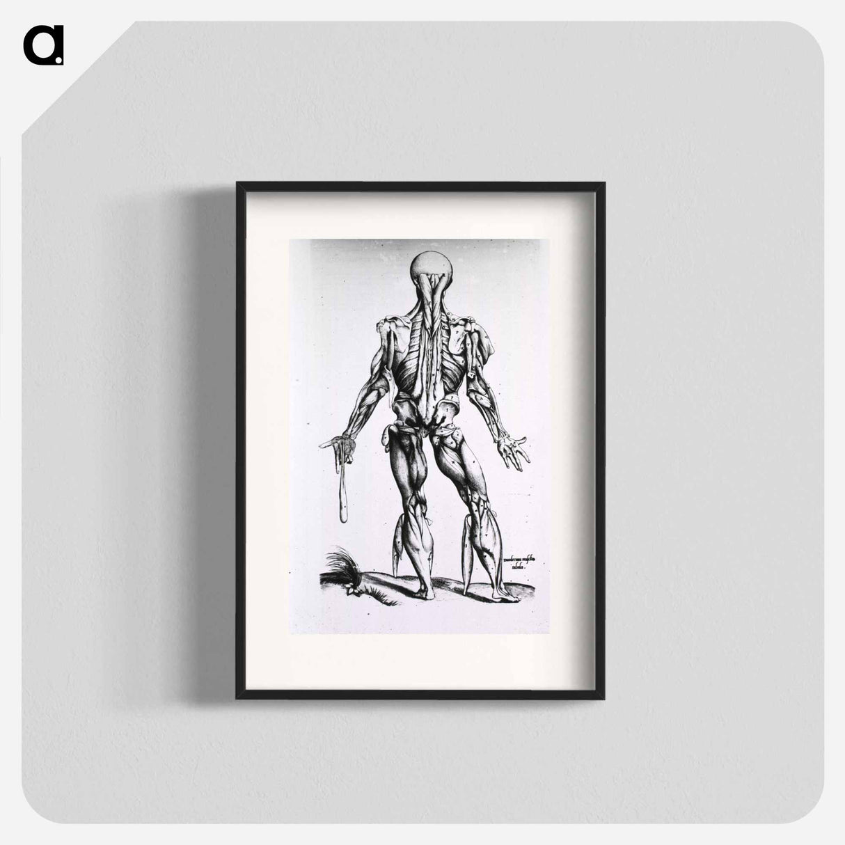 アートポスター-Muscles and Bones of the Human Body
- 国立医学図書館 Poster.