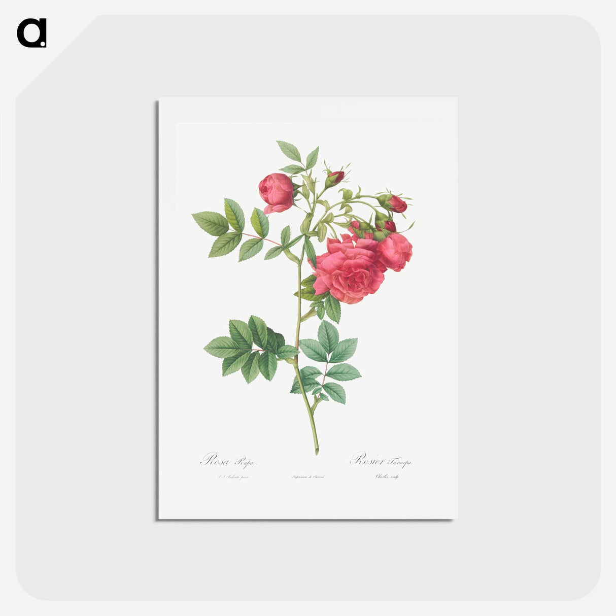 アートポストカード-Turnip Roses - ピエール ジョゼフ ルドゥーテ Postcard.