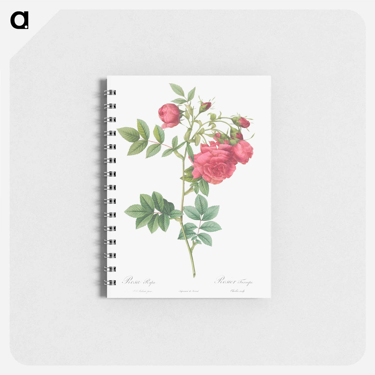 Turnip Roses - ピエール ジョゼフ ルドゥーテ Memo.