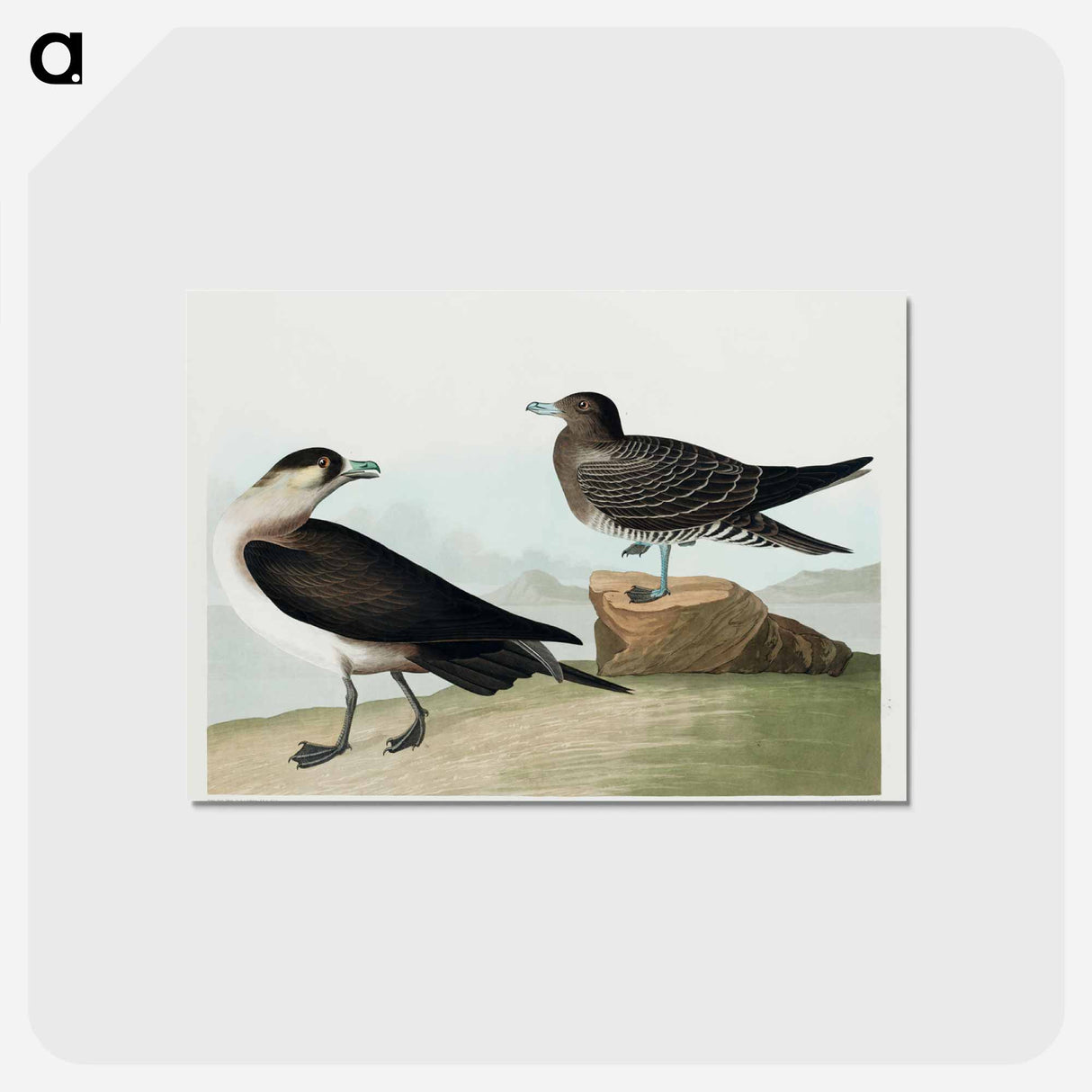 アートポストカード-Richardson's Jager from Birds of America
- アメリカの鳥たち Postcard.