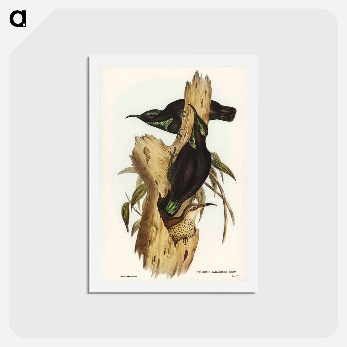 アートポストカード-Rifle Bird
- ジョン グールド Postcard.