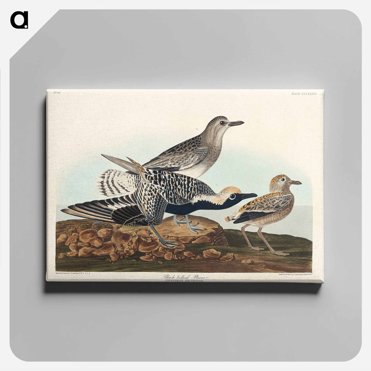 アートパネル-Black-bellied Plover
- ジョン ジェームス オーデュボン Canvas.