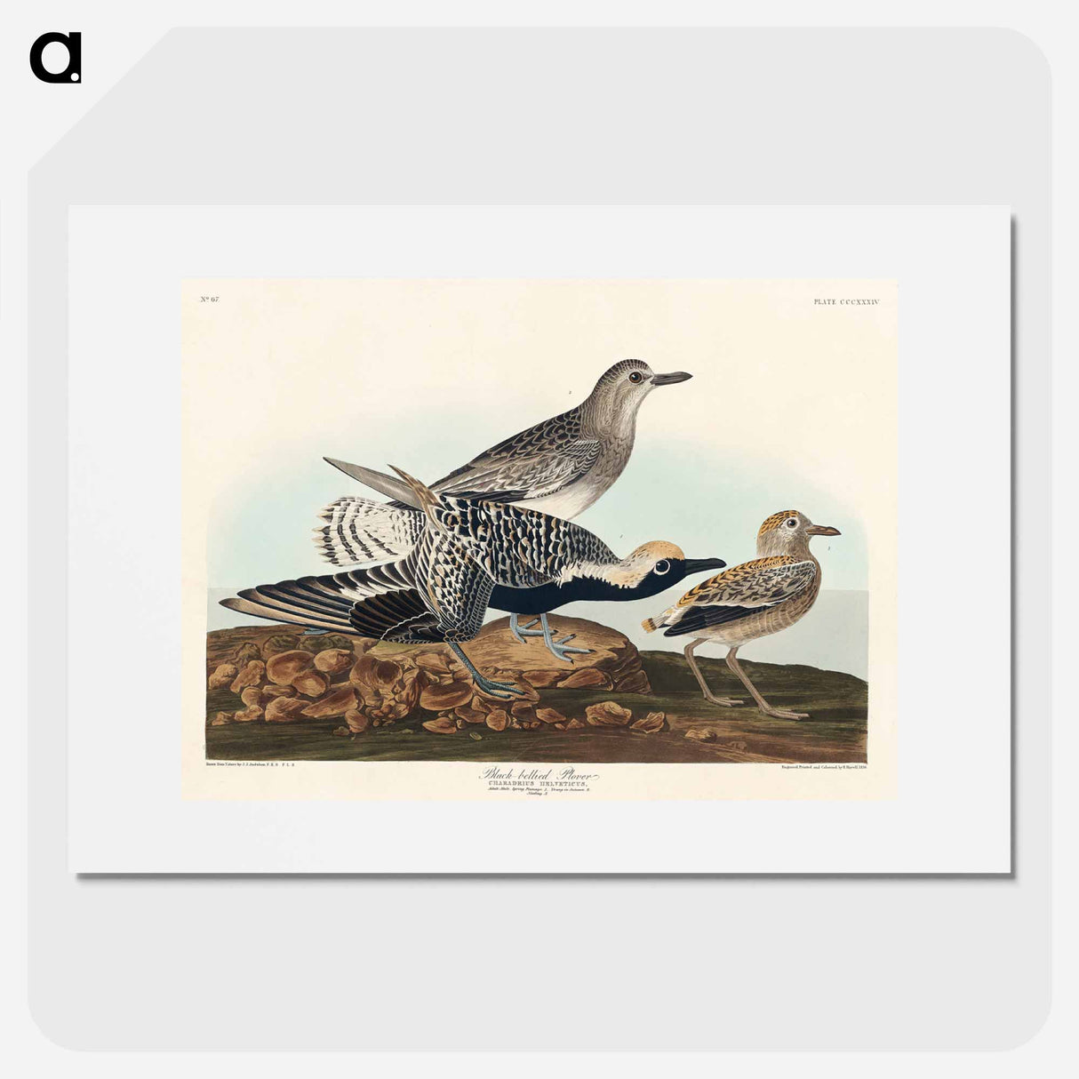 アートポスター-Black-bellied Plover
- ジョン ジェームス オーデュボン Poster.