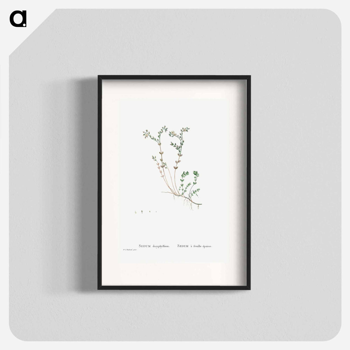 Sedum Dasyphyllum (Corsican Stonecrop) - Pierre-Joseph Redouté Poster.