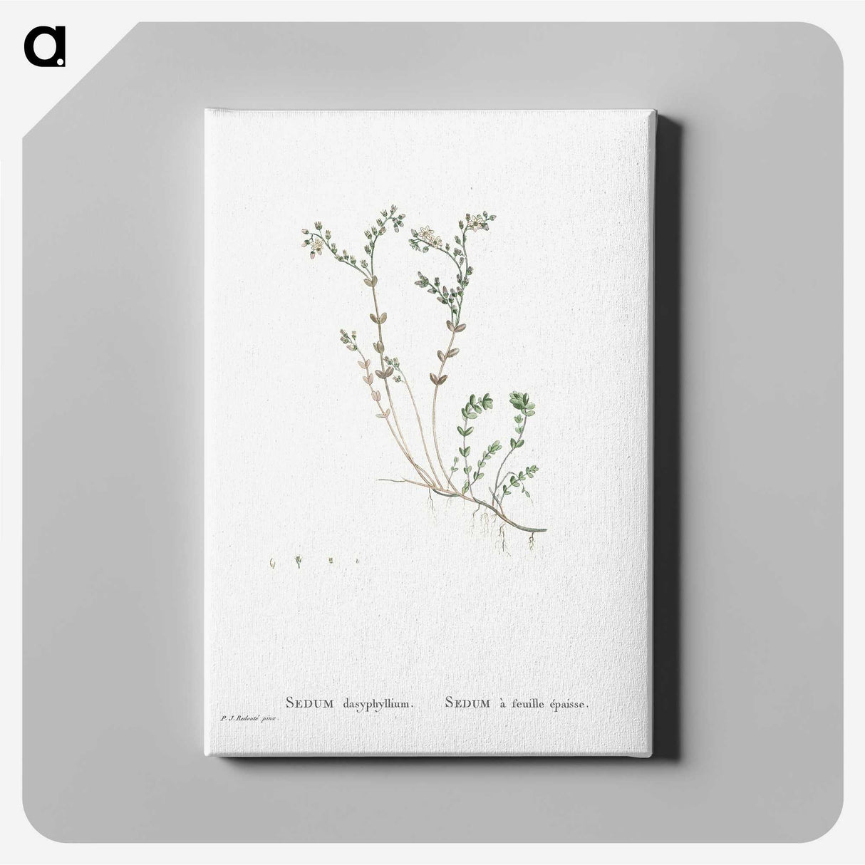 5-32_Pierre-Joseph-Redoute_canvas