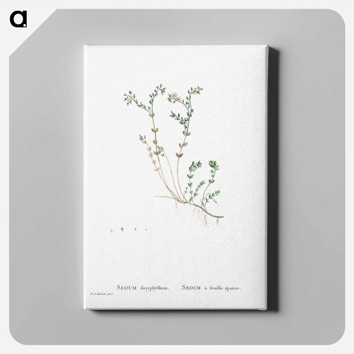 Sedum Dasyphyllum (Corsican Stonecrop) - Pierre-Joseph Redouté Canvas.