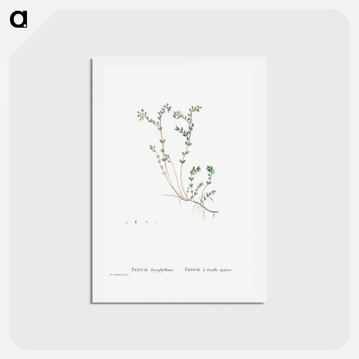 アートポストカード-Sedum Dasyphyllum (Corsican Stonecrop) - ピエール ジョゼフ ルドゥーテ Postcard.