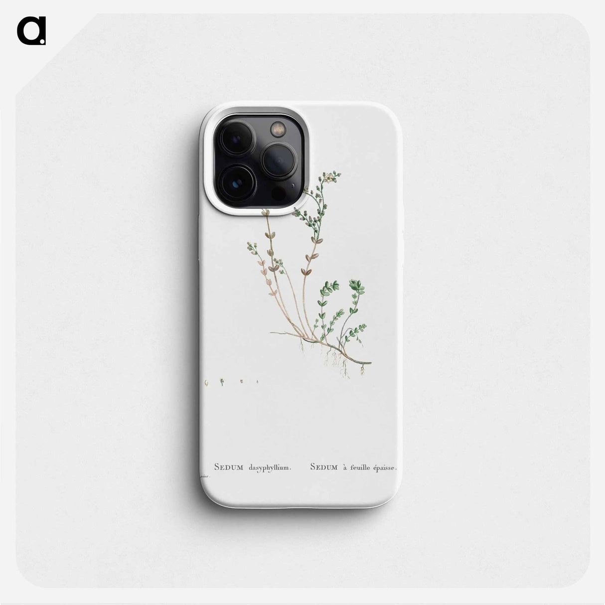 Sedum Dasyphyllum (Corsican Stonecrop) - Pierre Joseph Redouté Phone Case.