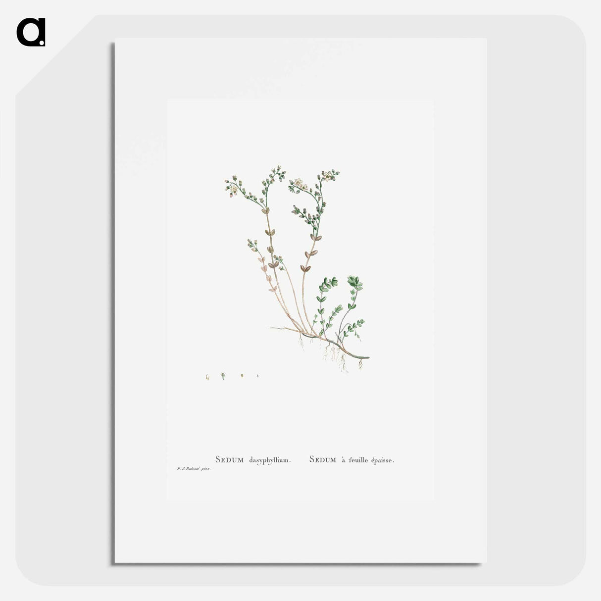 Sedum Dasyphyllum (Corsican Stonecrop) - Pierre-Joseph Redouté Poster.