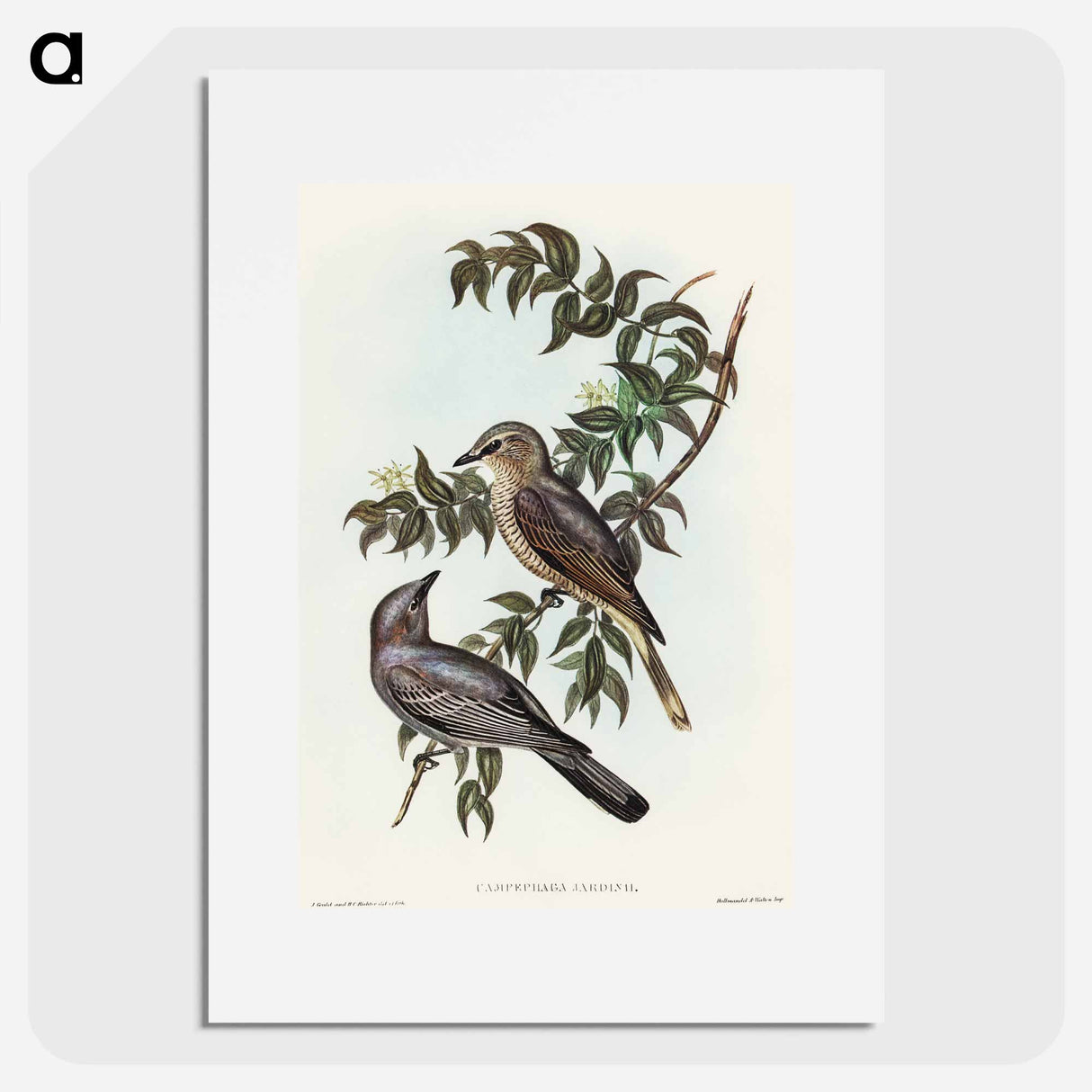 Jardine's Cuckooshrike
- オーストラリアの鳥 Poster.