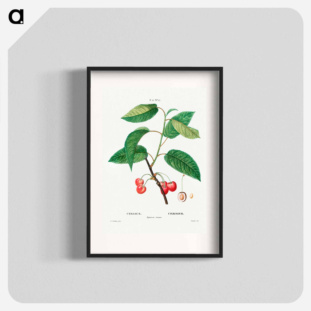 Cherry (Cerasus) - Pierre Joseph Redouté Poster.