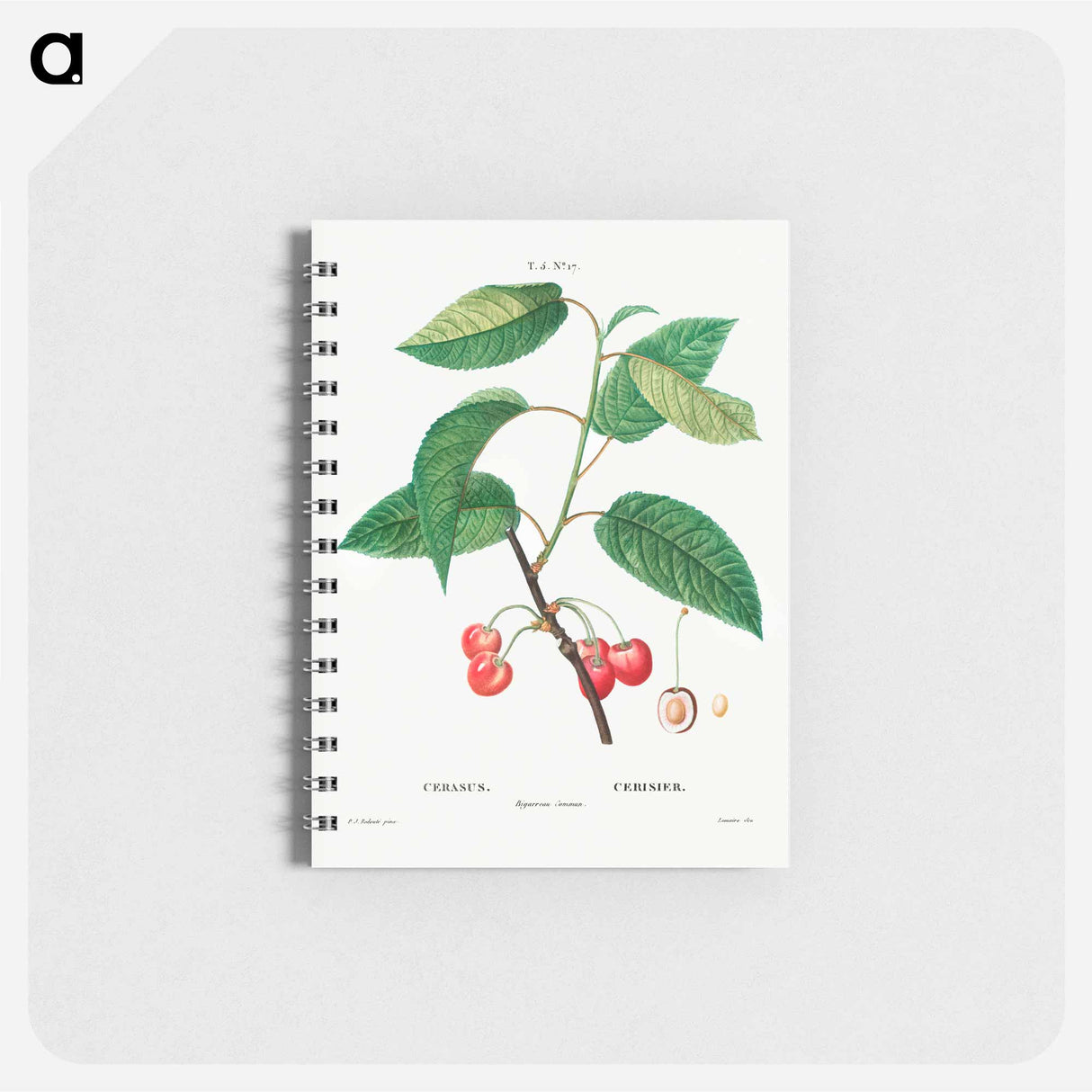 Cherry (Cerasus) - ピエール ジョゼフ ルドゥーテ Memo.