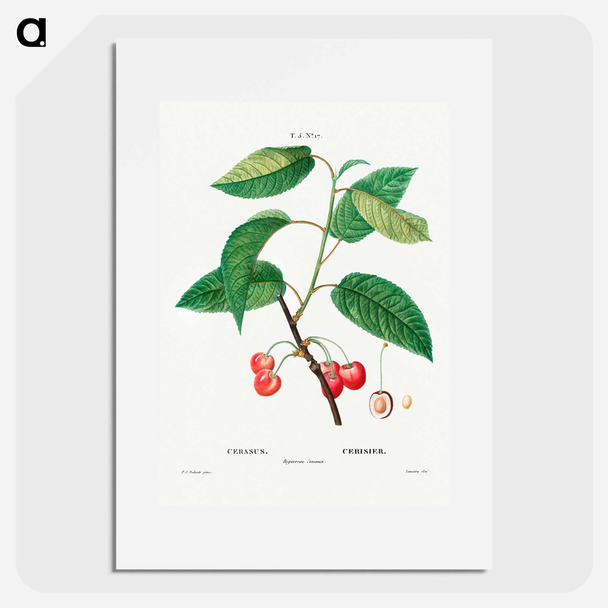 Cherry (Cerasus) - Pierre Joseph Redouté Poster.