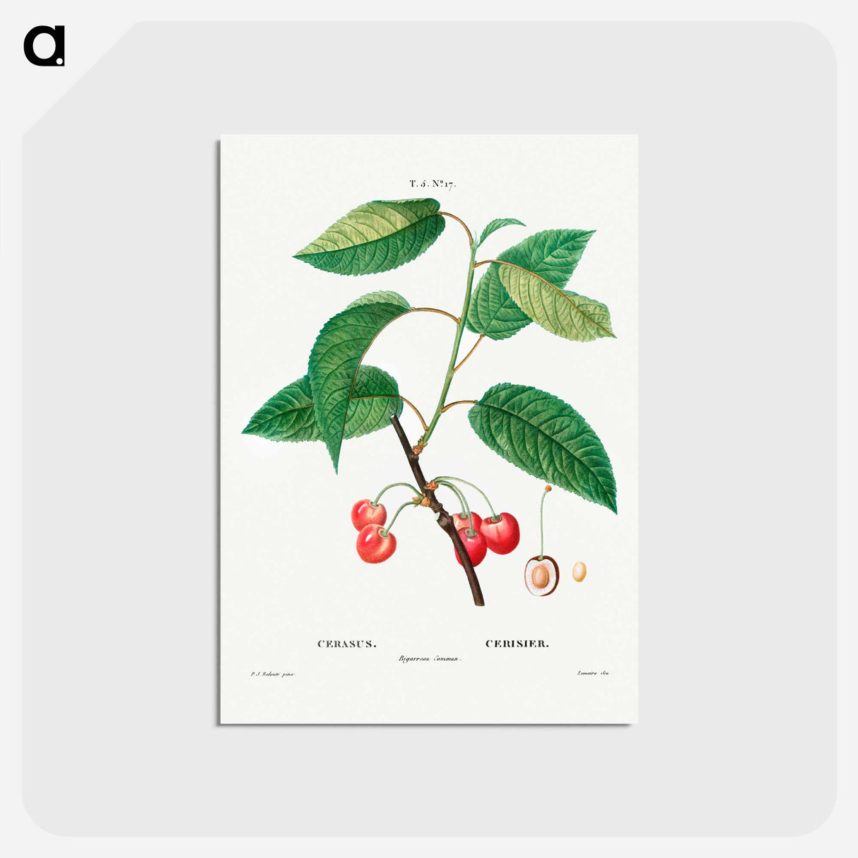 アートポストカード-Cherry (Cerasus) - ピエール ジョゼフ ルドゥーテ Postcard.