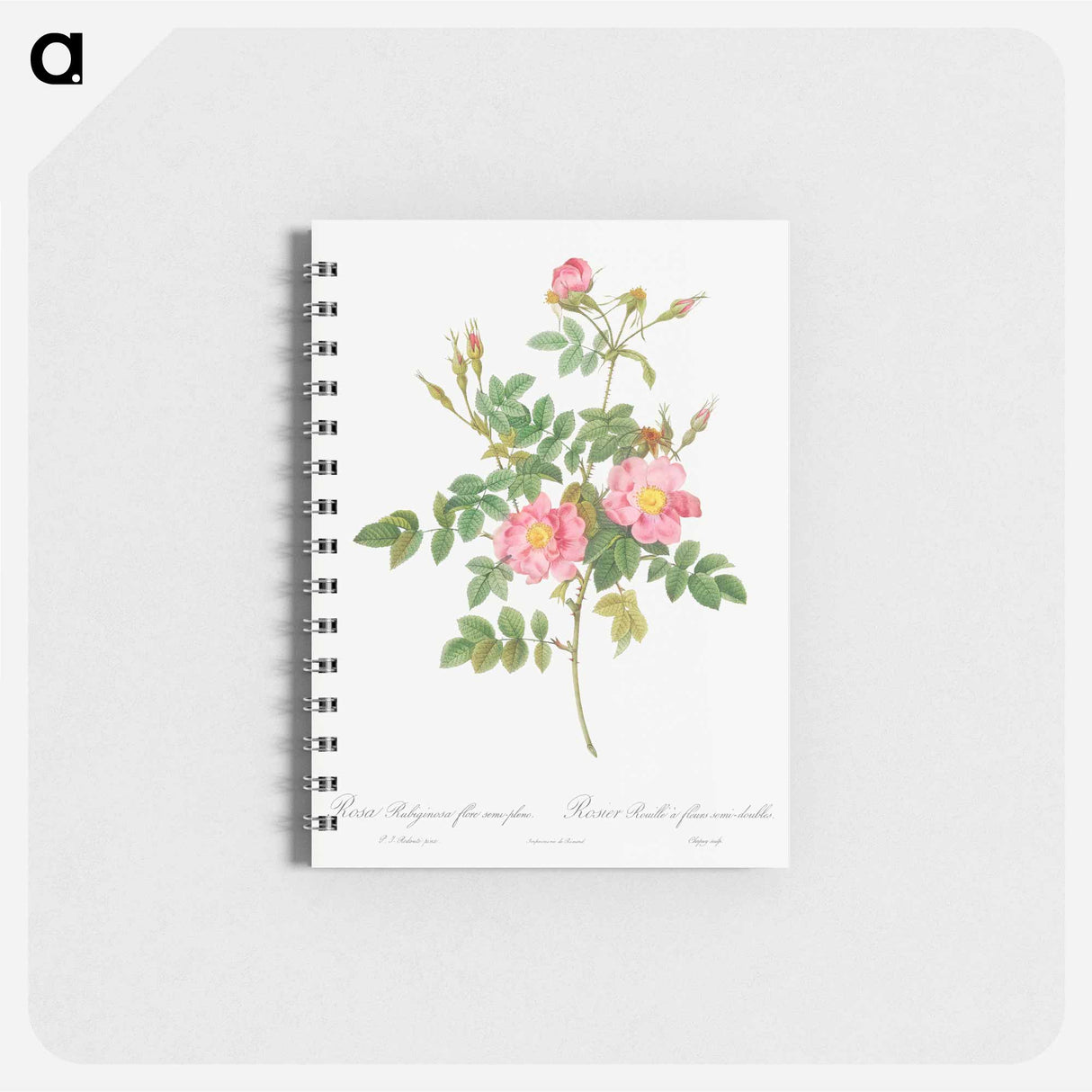 Semi-Double Sweet Briar - ピエール ジョゼフ ルドゥーテ Memo.