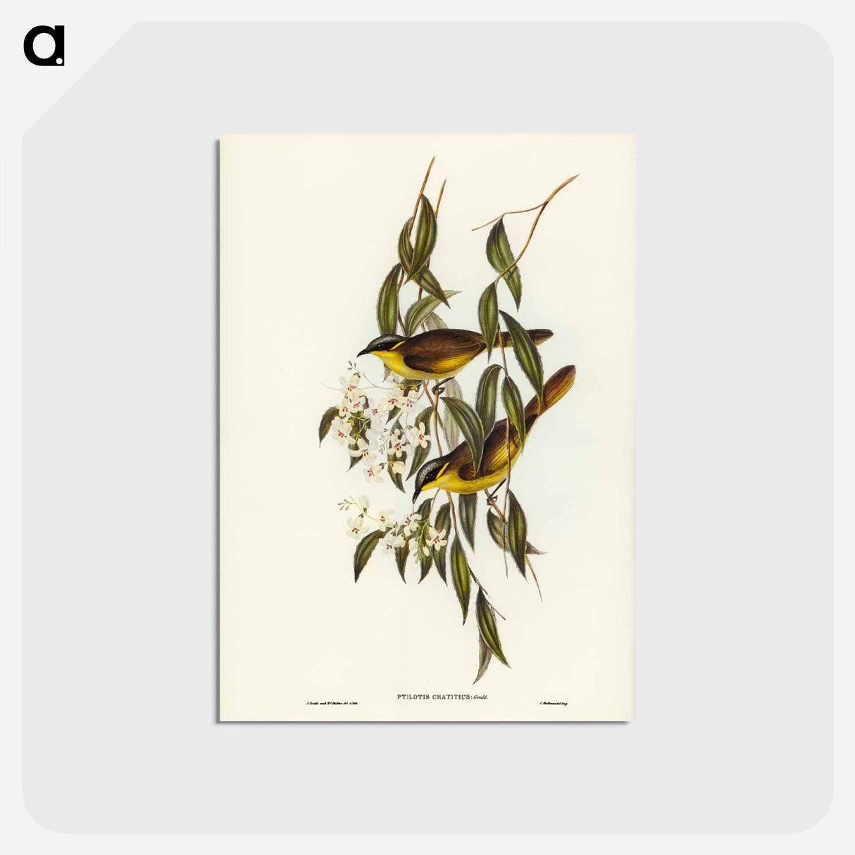 アートポストカード-Wattle-cheeked Honey-eater
- ジョン グールド Postcard.