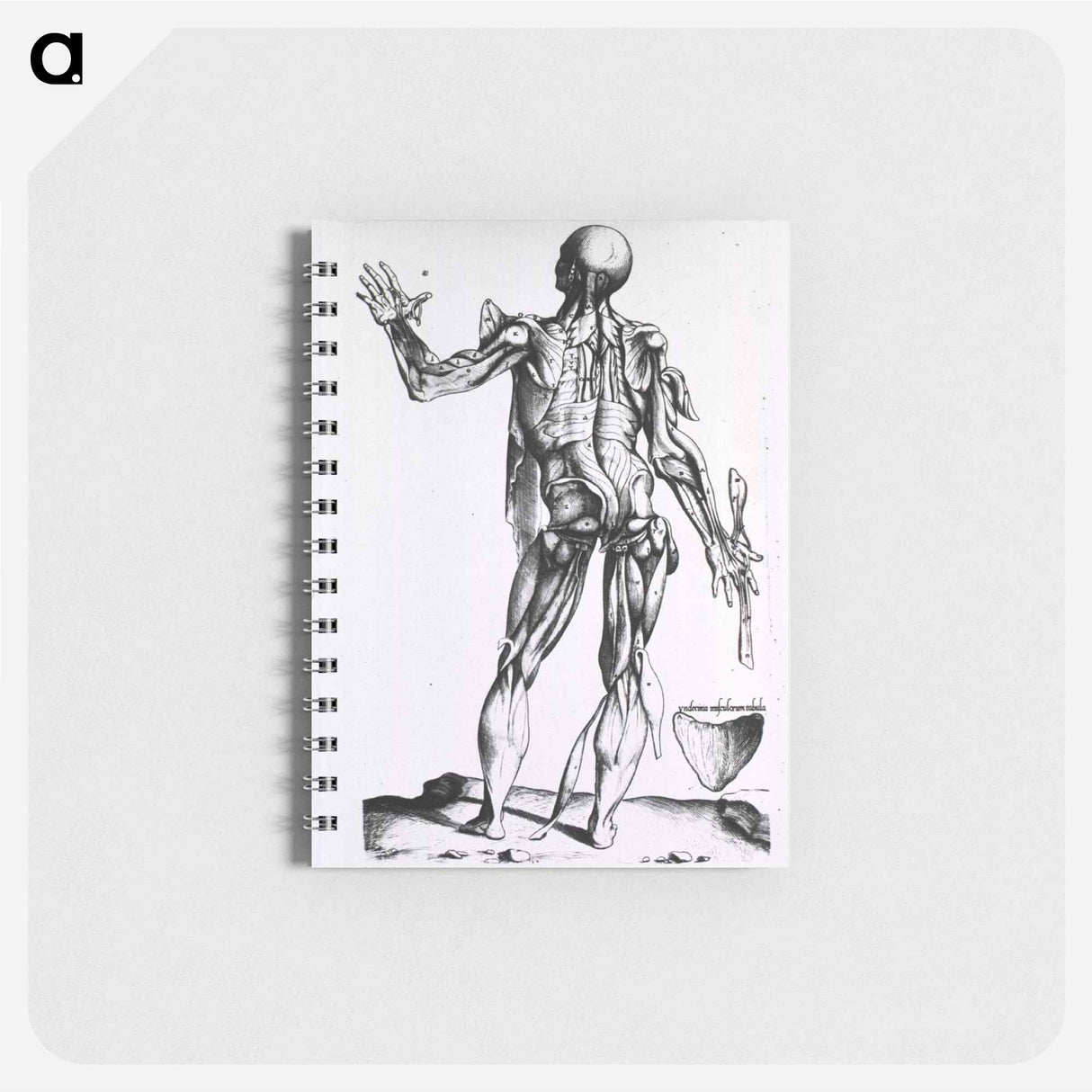 アートメモ帳-Musculature of the Human Body
- 国立医学図書館 Memo.