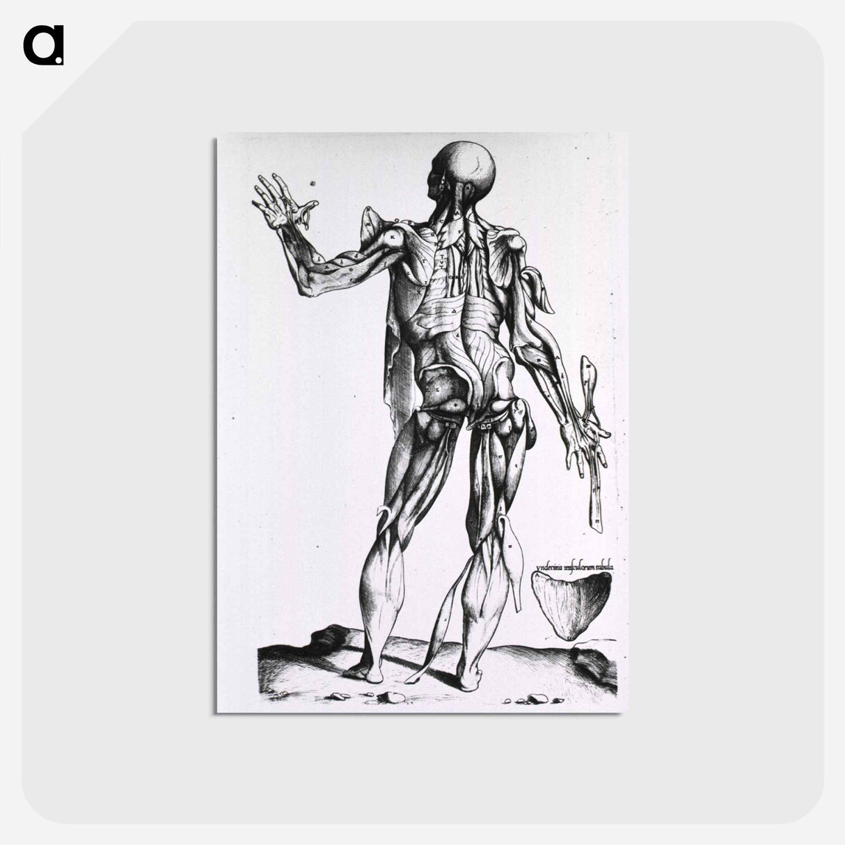 アートポストカード-Musculature of the Human Body
- 国立医学図書館 Postcard.