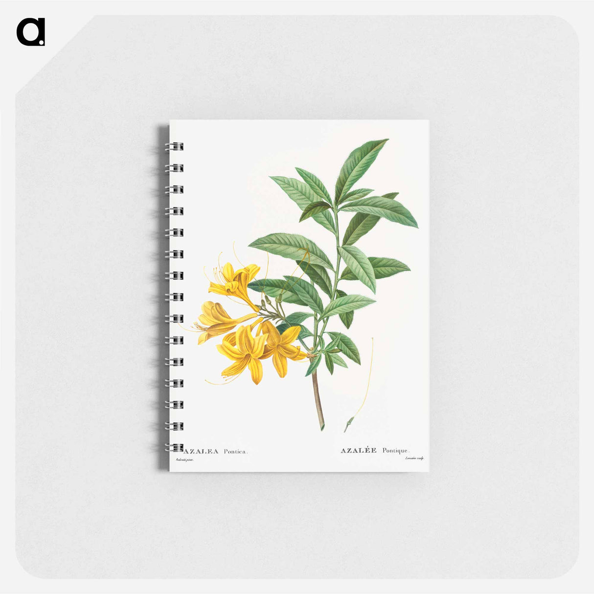 Yellow azalea - ピエール ジョゼフ ルドゥーテ Memo.