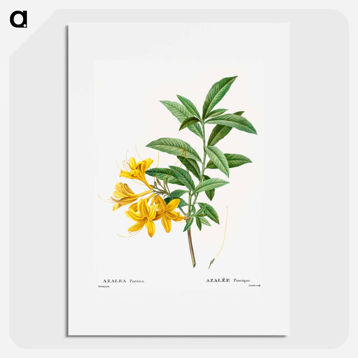 Yellow azalea - Pierre Joseph Redouté Poster.