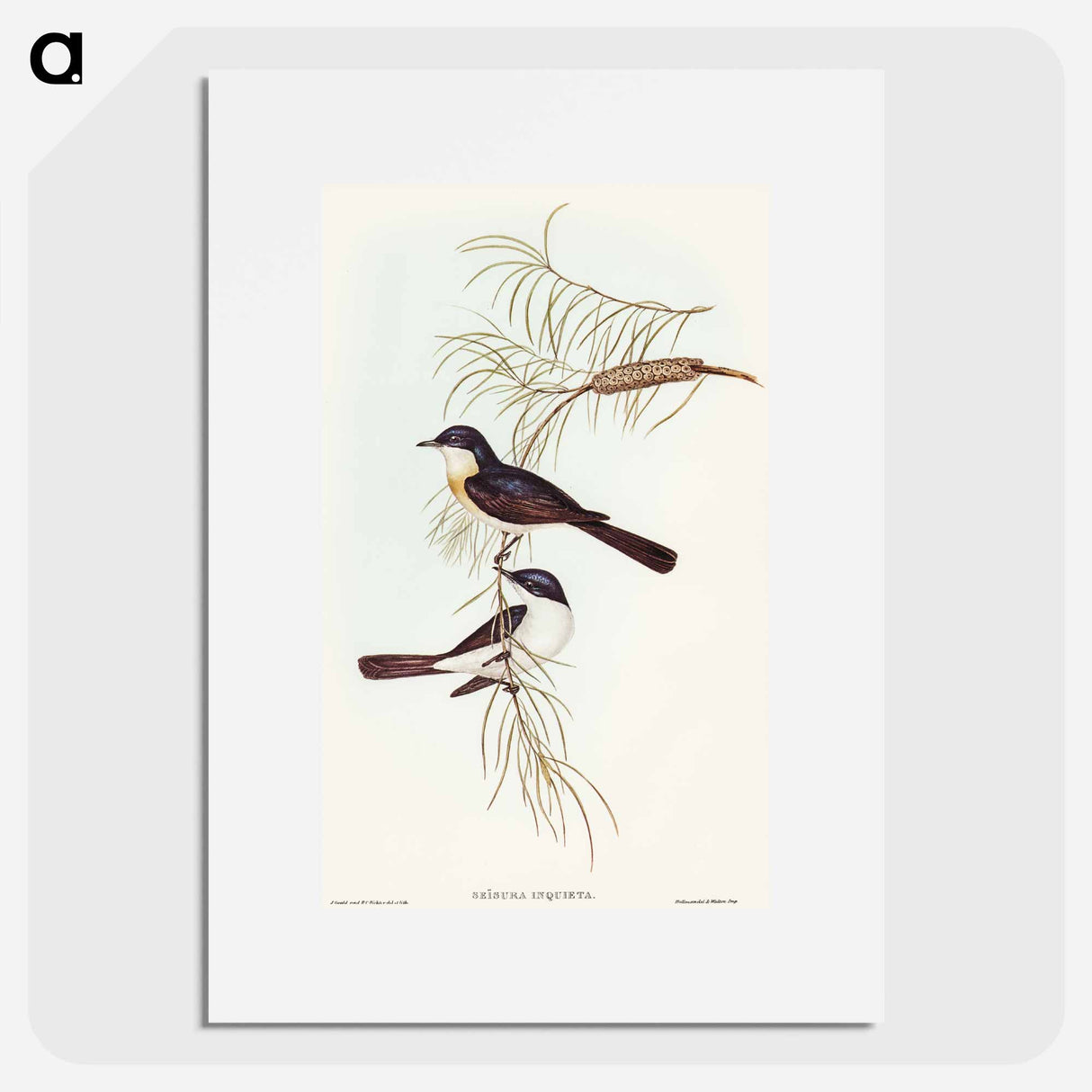 アートポスター-Restless Flycatcher
- オーストラリアの鳥 Poster.