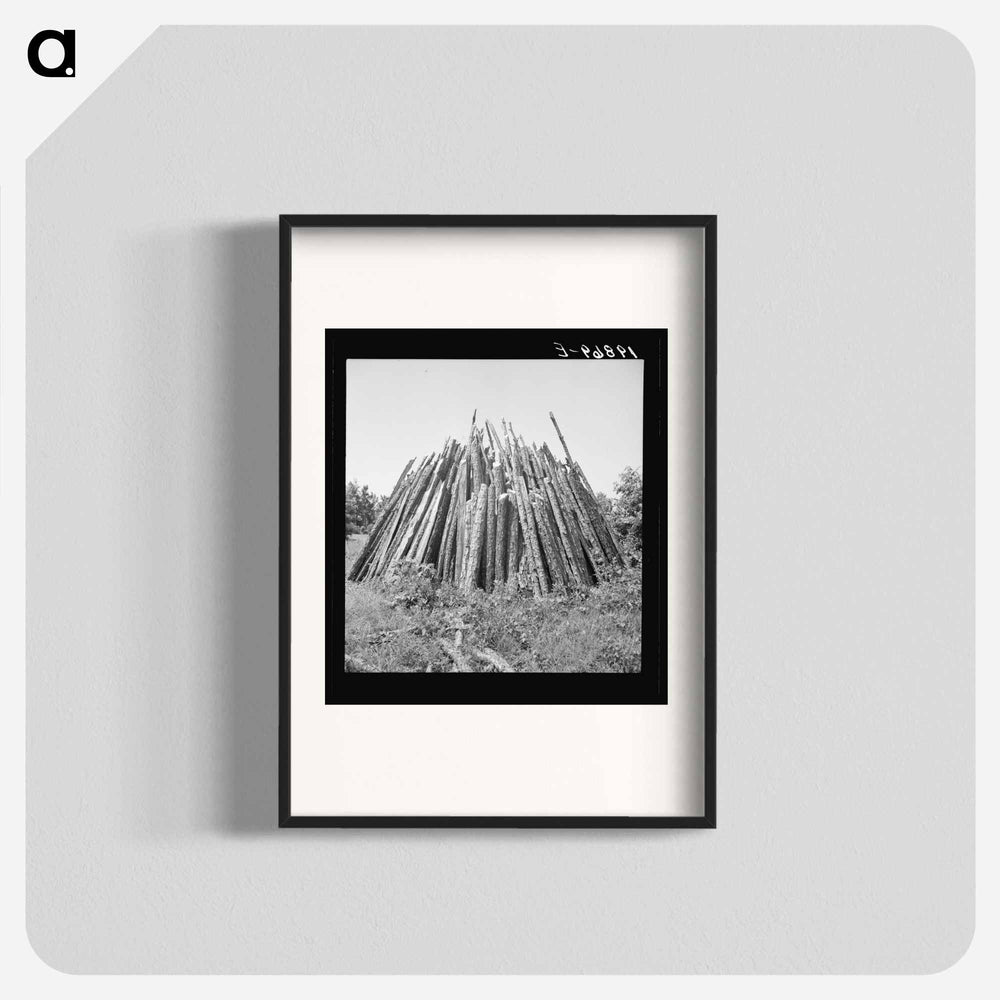 Piles of wood for firing the tobacco barns and curing the tobacco - ドロテア ラング Poster.
