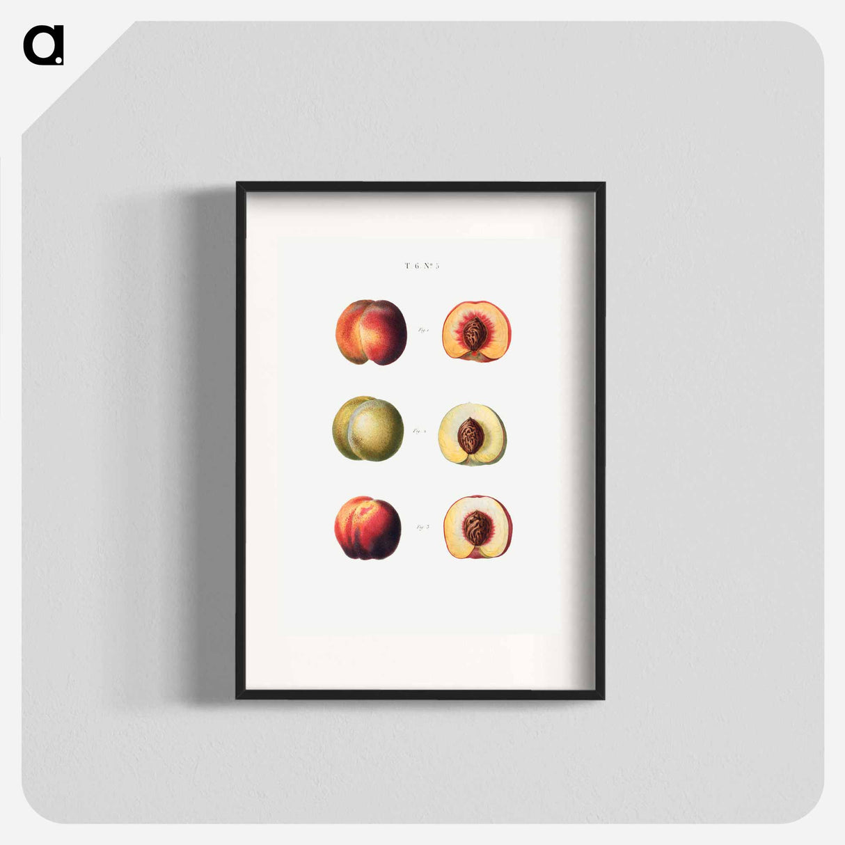 Peaches - ピエール ジョゼフ ルドゥーテ Poster.