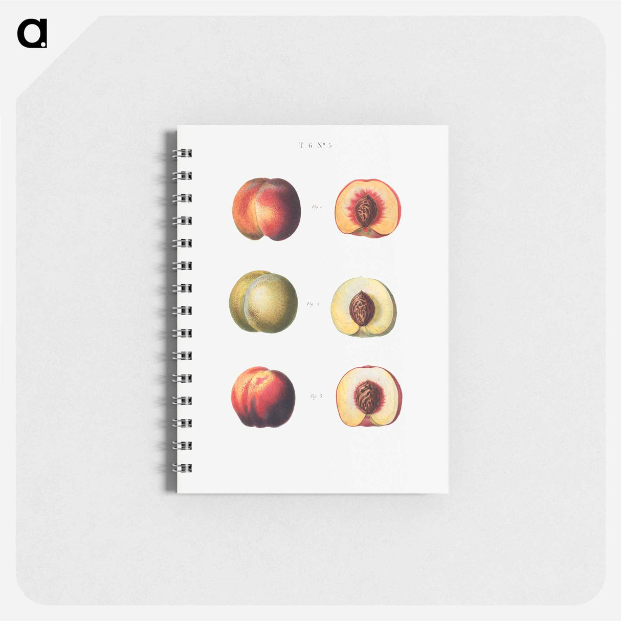 アートメモ帳-Peaches - ピエール ジョゼフ ルドゥーテ Memo.
