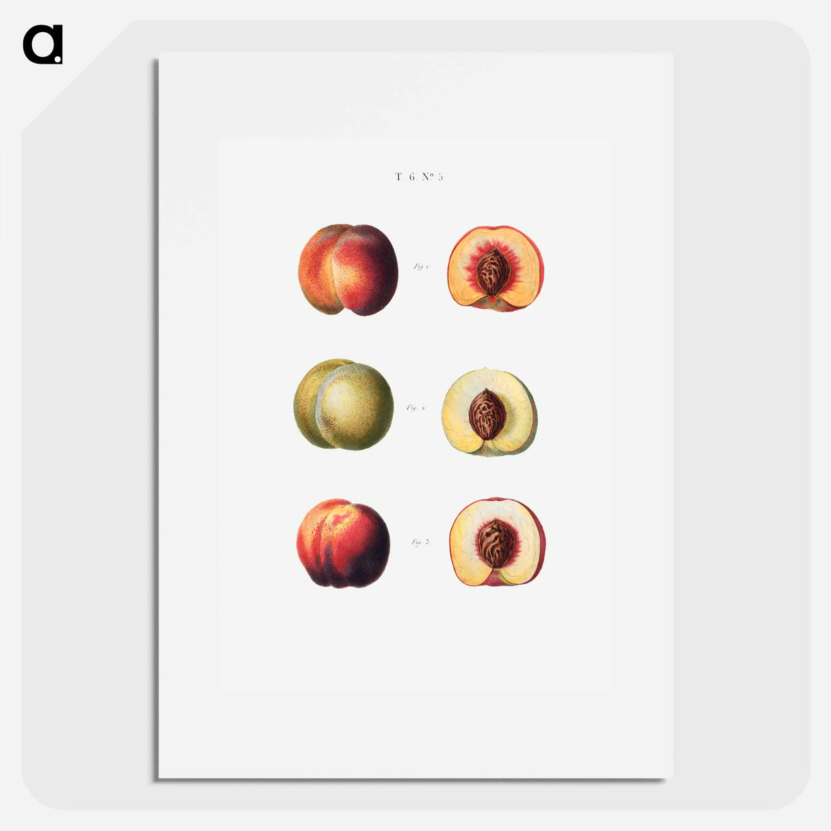 Peaches - ピエール ジョゼフ ルドゥーテ Poster.