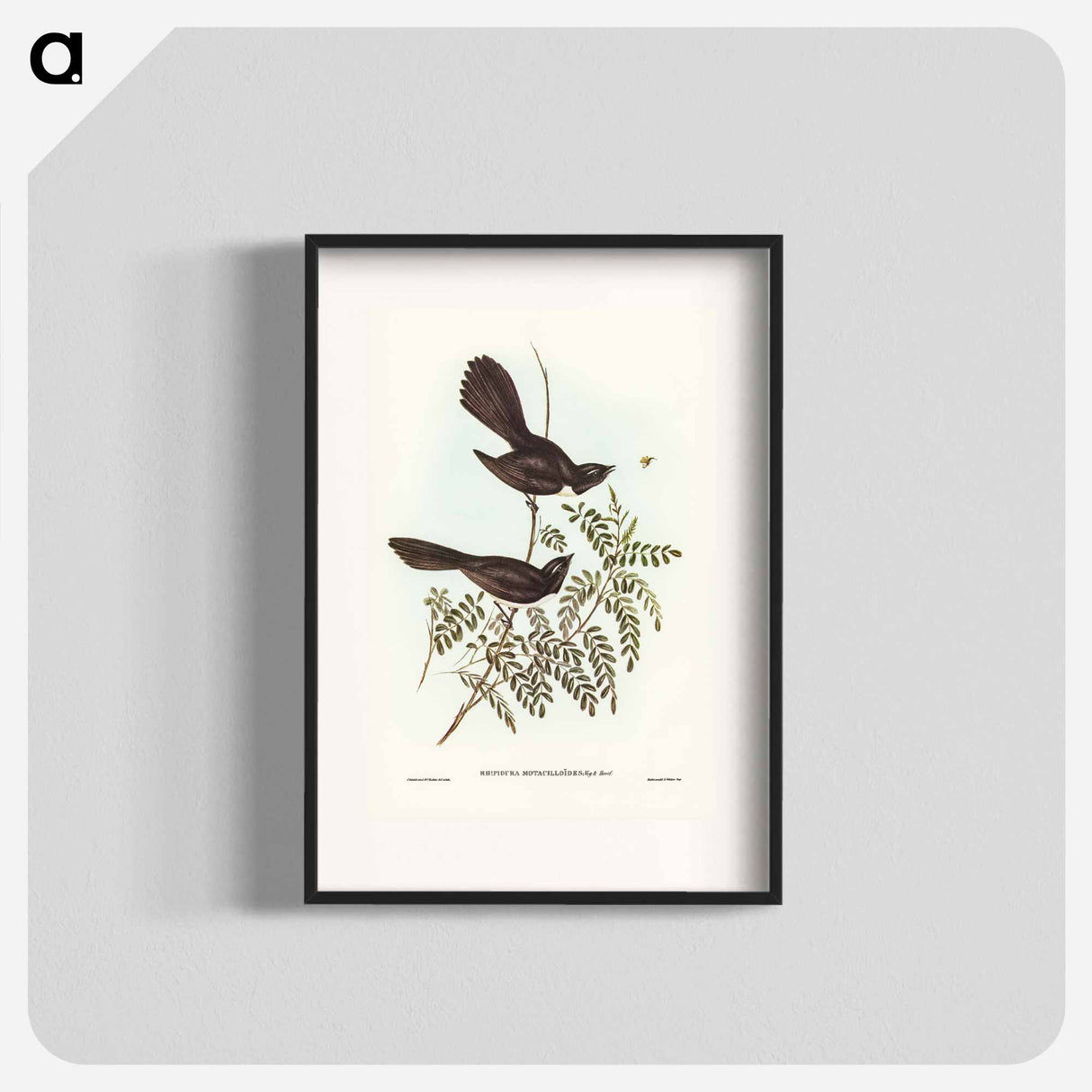 アートポスター-Black Fantailed Flycatcher
- オーストラリアの鳥 Poster.