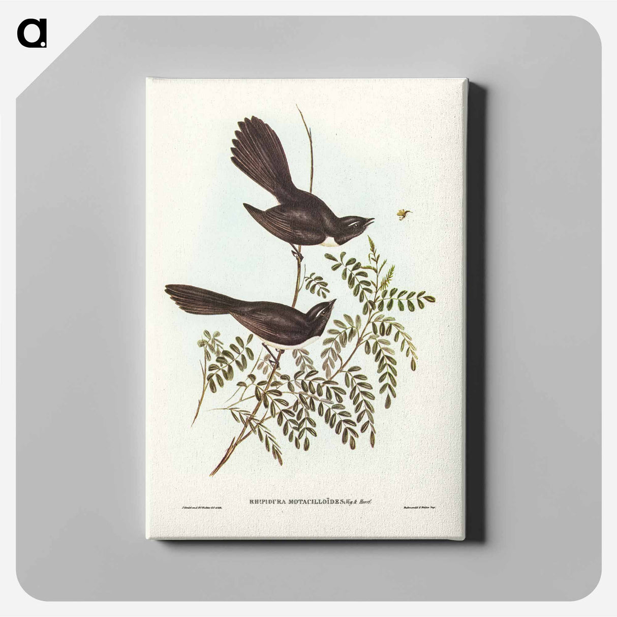 アートパネル-Black Fantailed Flycatcher
- オーストラリアの鳥 Canvas.