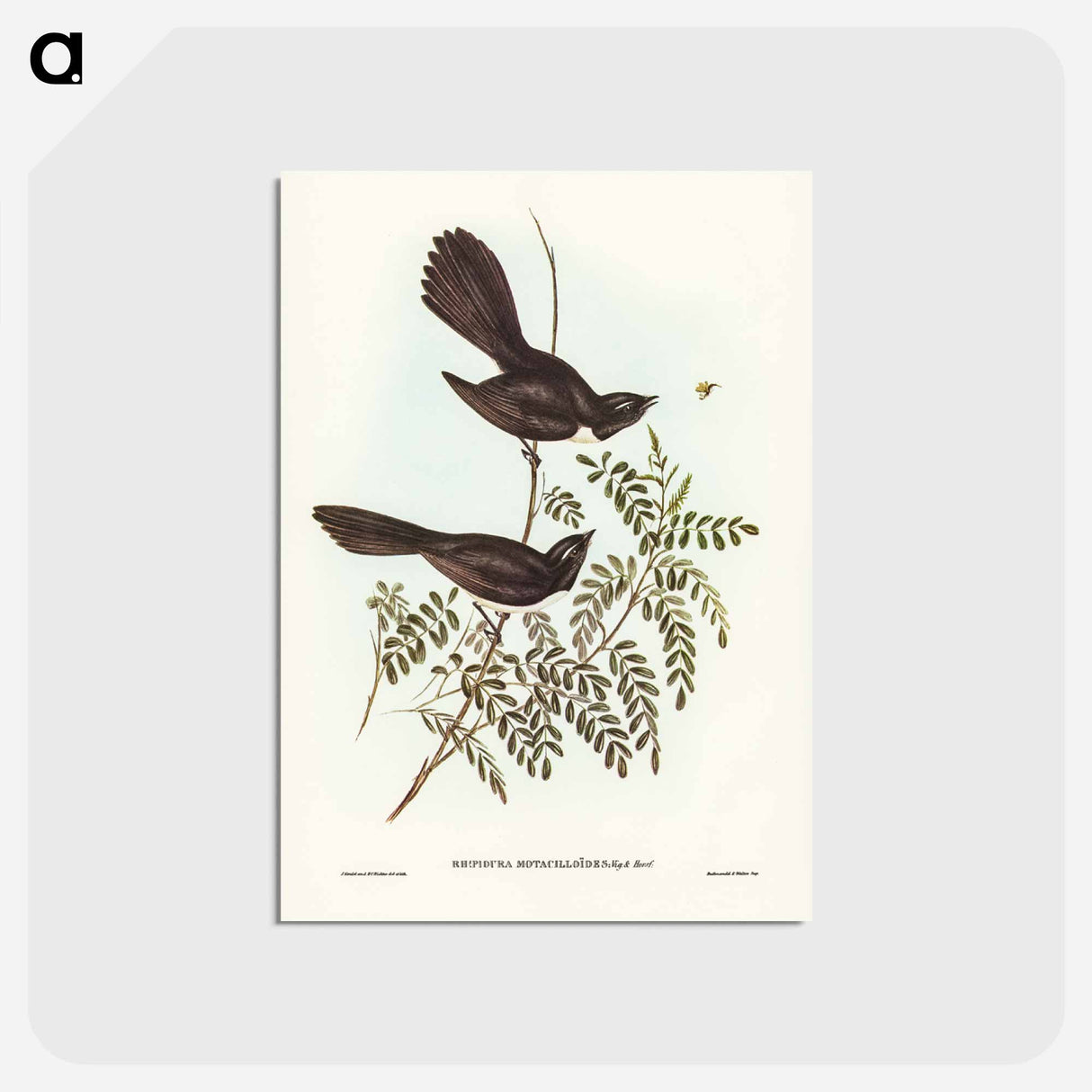 アートポストカード-Black Fantailed Flycatcher
- オーストラリアの鳥 Postcard.