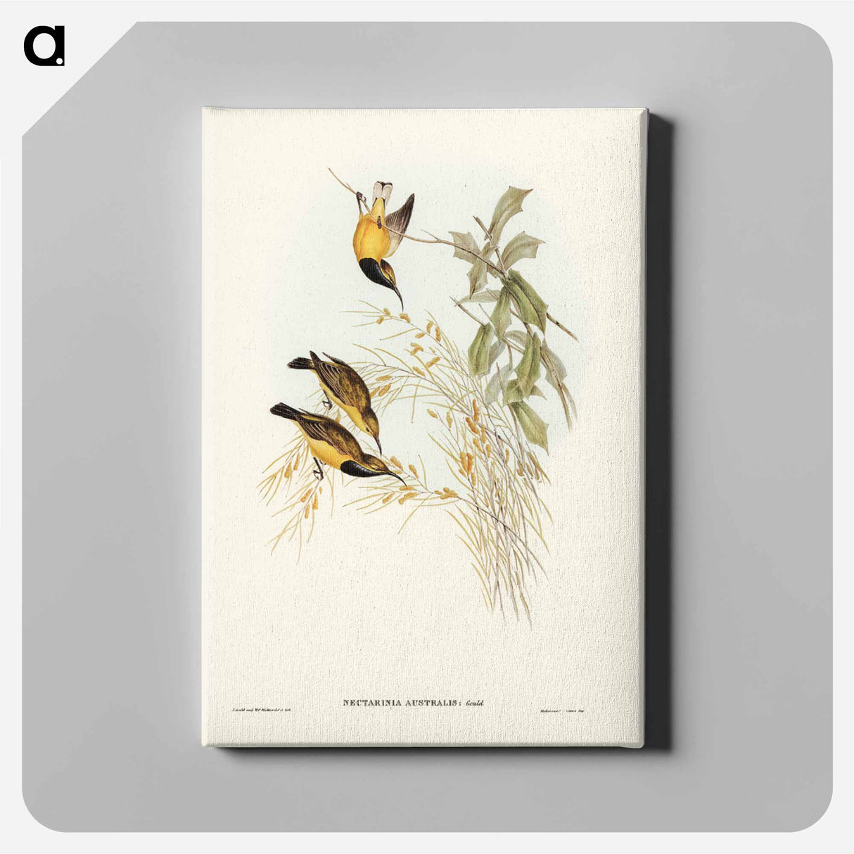 アートパネル-Australian Sun-bird
- ジョン グールド Canvas.