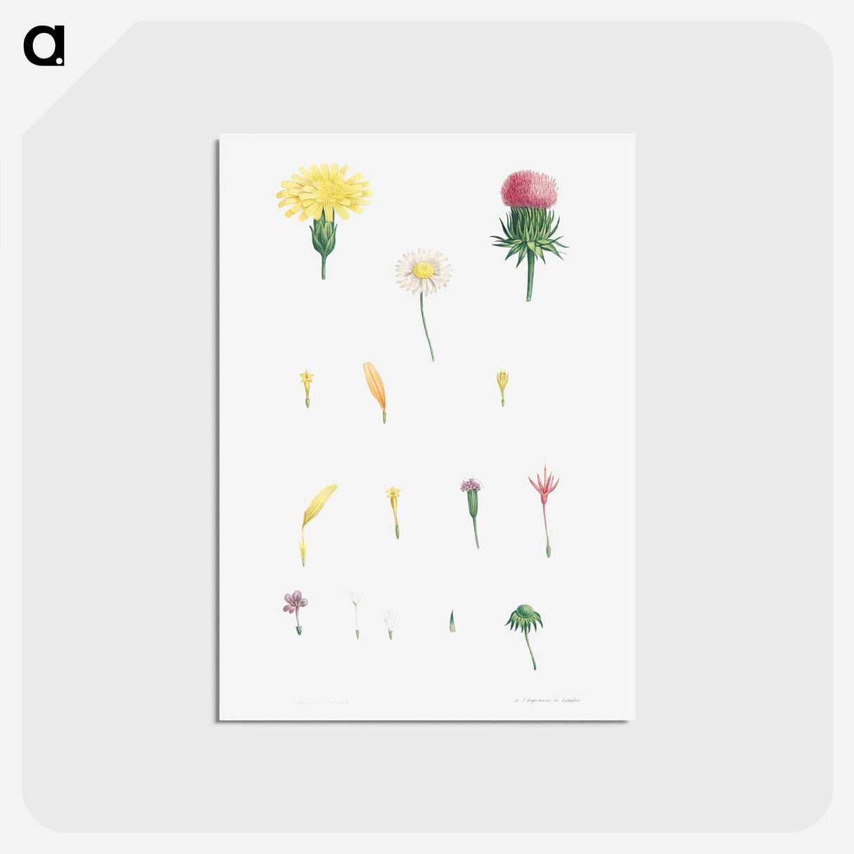 アートポストカード-Flower set from La Botanique de J. J. Rousseau - ピエール ジョゼフ ルドゥーテ Postcard.