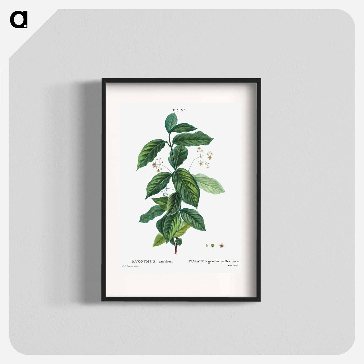 Broadleaf spindle - ピエール ジョゼフ ルドゥーテ Poster.