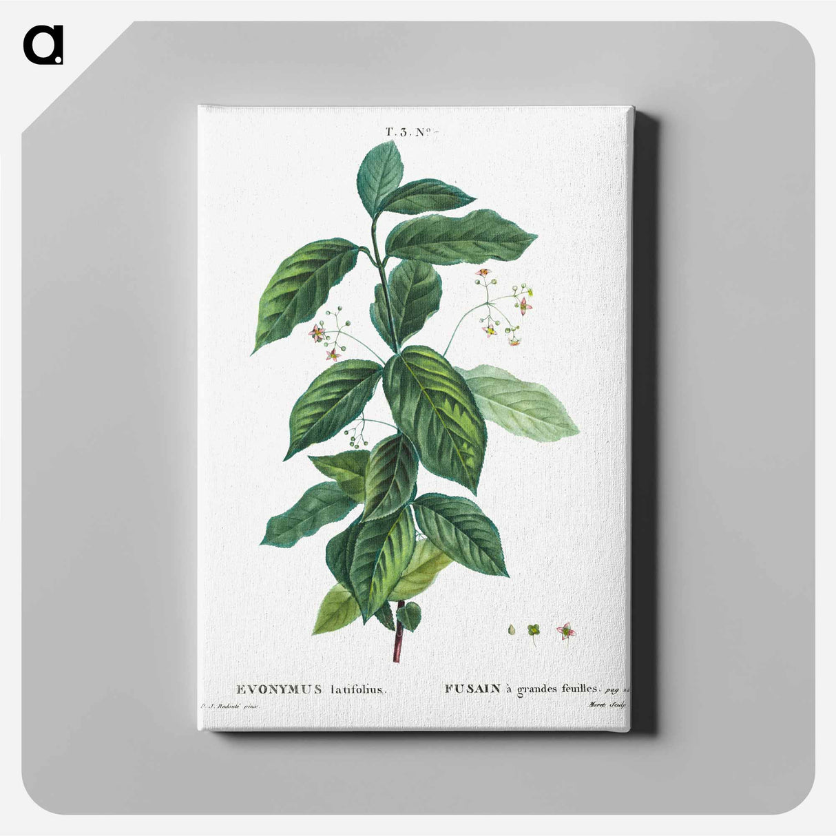 アートパネル-Broadleaf spindle - ピエール ジョゼフ ルドゥーテ Canvas.