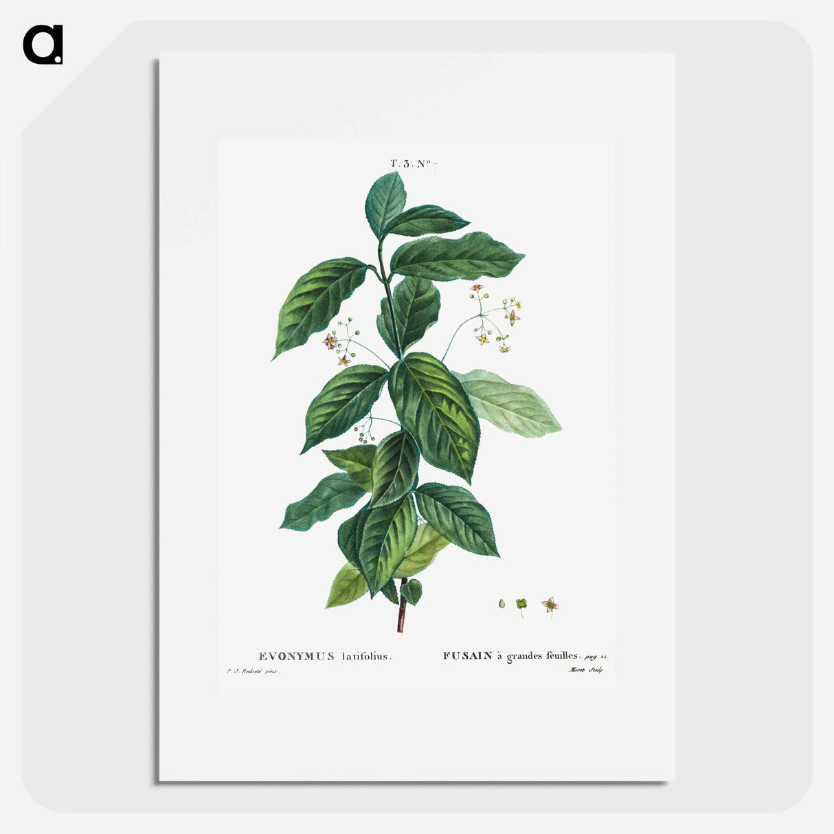 Broadleaf spindle - ピエール ジョゼフ ルドゥーテ Poster.