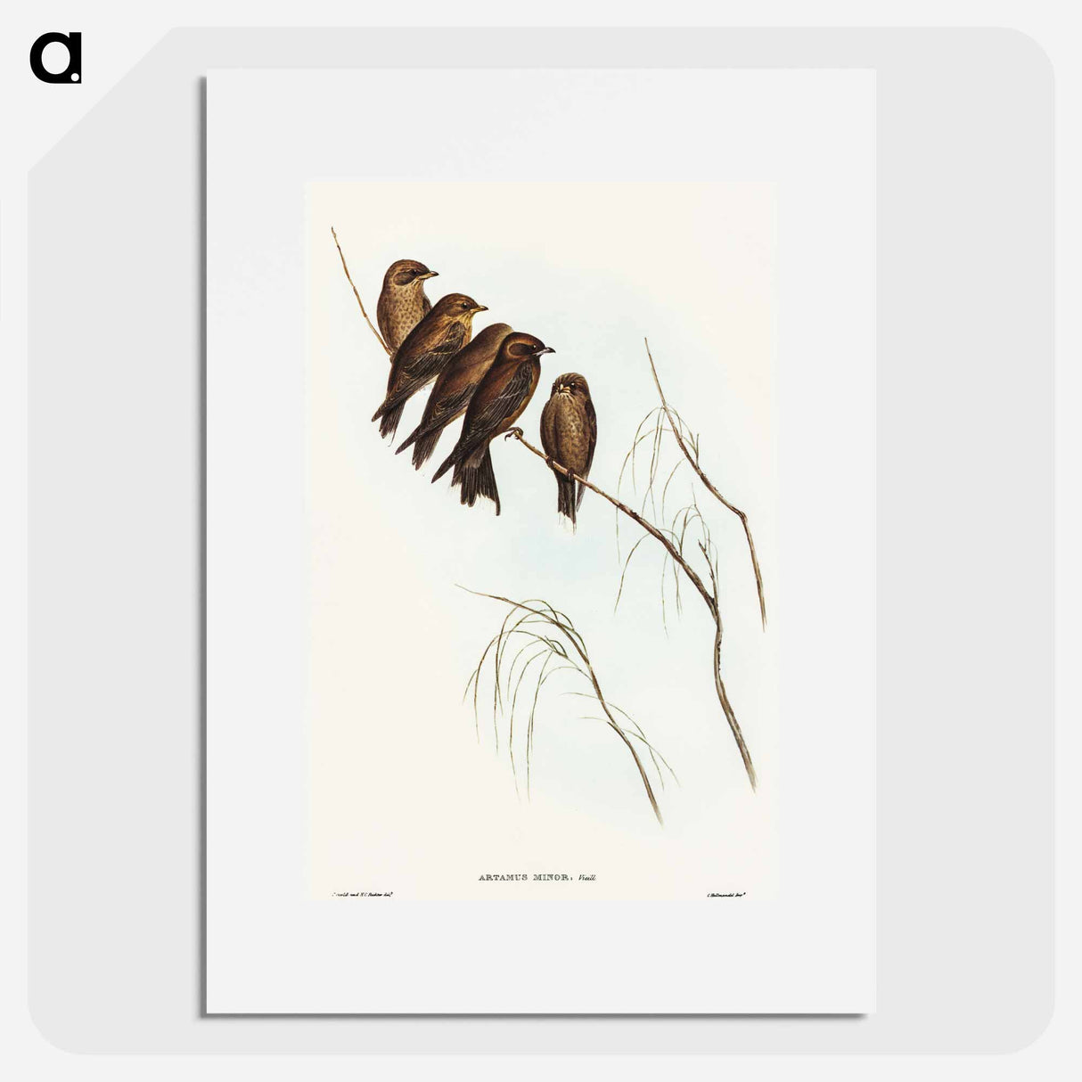 アートポスター-Little Wood Swallow
- オーストラリアの鳥 Poster.