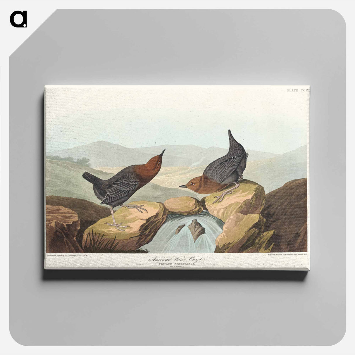 アートパネル-American Water Ouzel
- ジョン ジェームス オーデュボン Canvas.