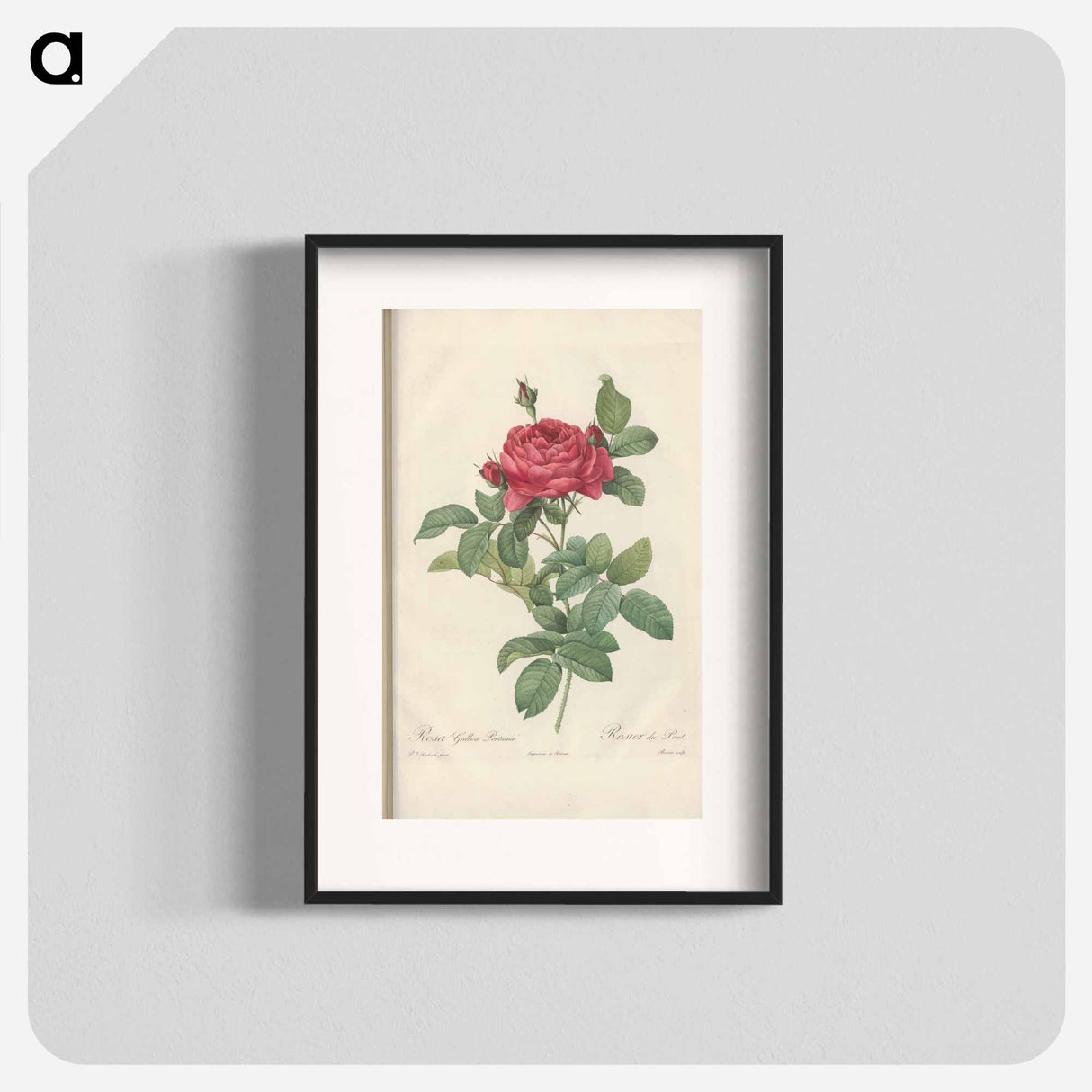 Rose illustration - ピエール ジョゼフ ルドゥーテ Poster.