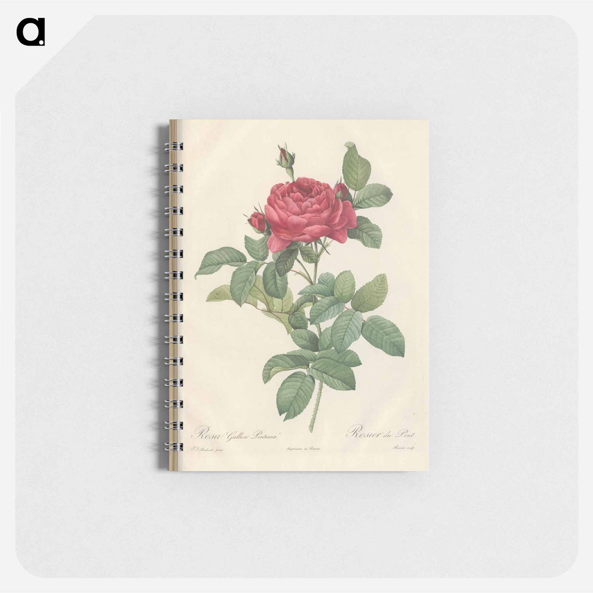 Rose illustration - ピエール ジョゼフ ルドゥーテ Memo.