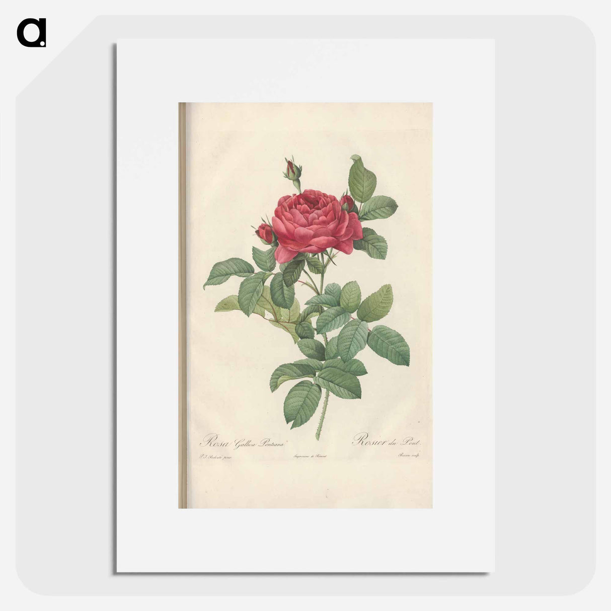 Rose illustration - ピエール ジョゼフ ルドゥーテ Poster.