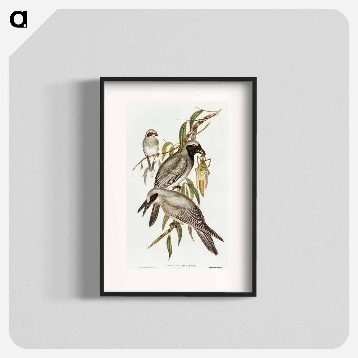 Black-faced Cuckooshrike
- オーストラリアの鳥 Poster.