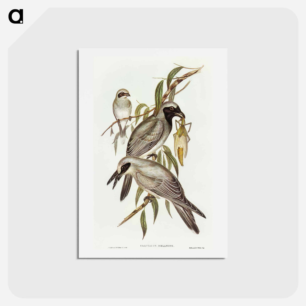 アートポストカード-Black-faced Cuckooshrike
- オーストラリアの鳥 Postcard.