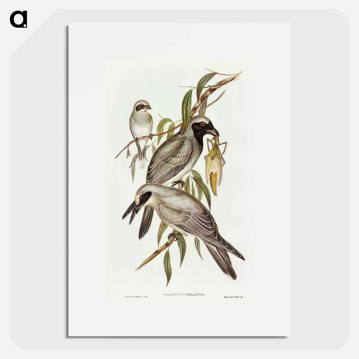 アートポスター-Black-faced Cuckooshrike
- オーストラリアの鳥 Poster.