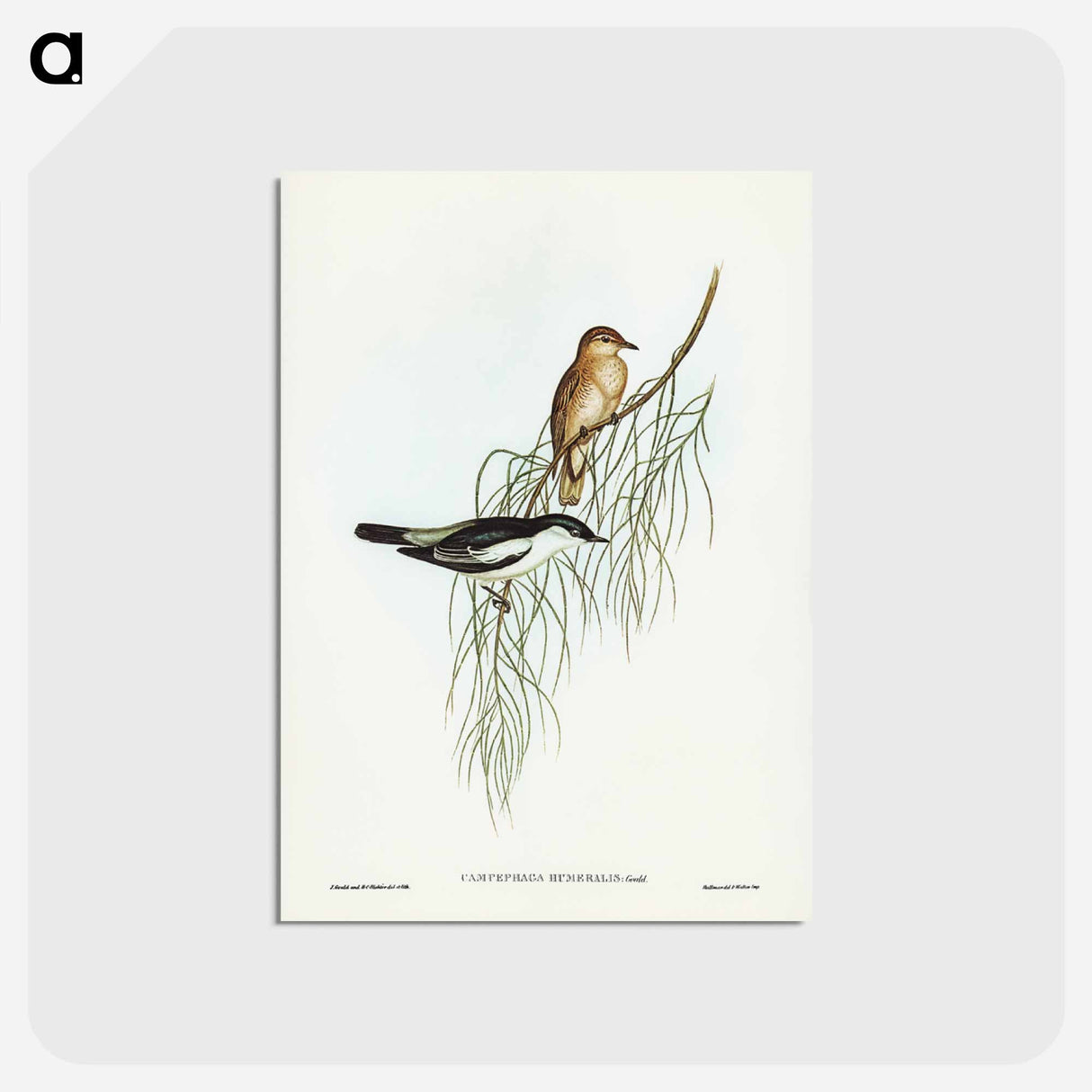 アートポストカード-White-shouldered Cuckooshrike
- ジョン グールド Postcard.