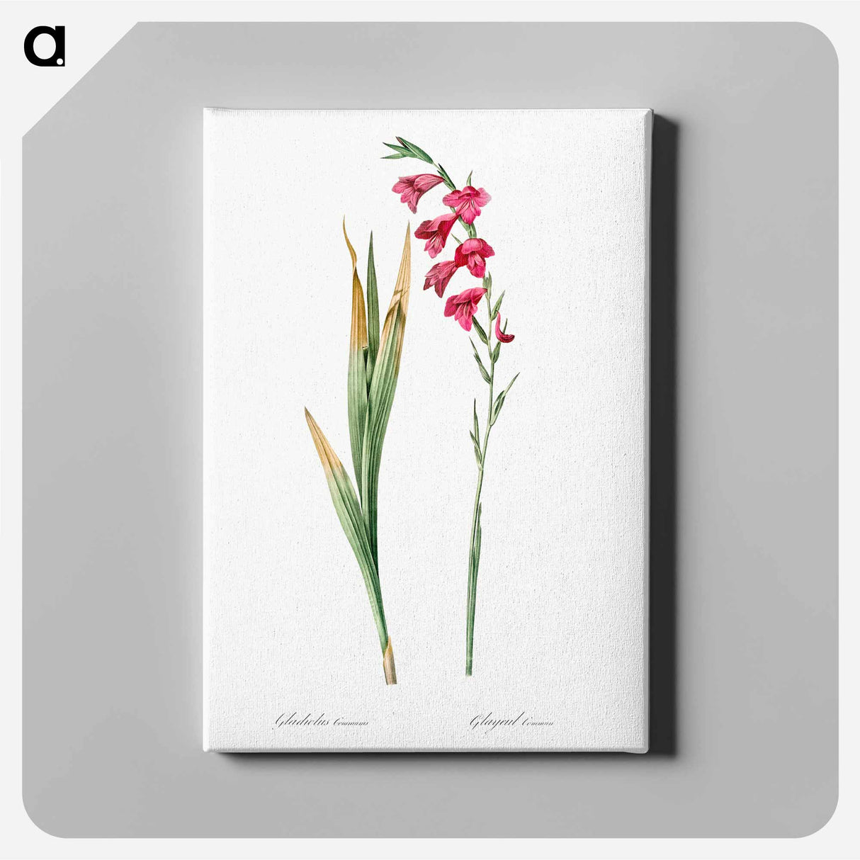Eastern gladiolus - Pierre-Joseph Redouté Canvas.