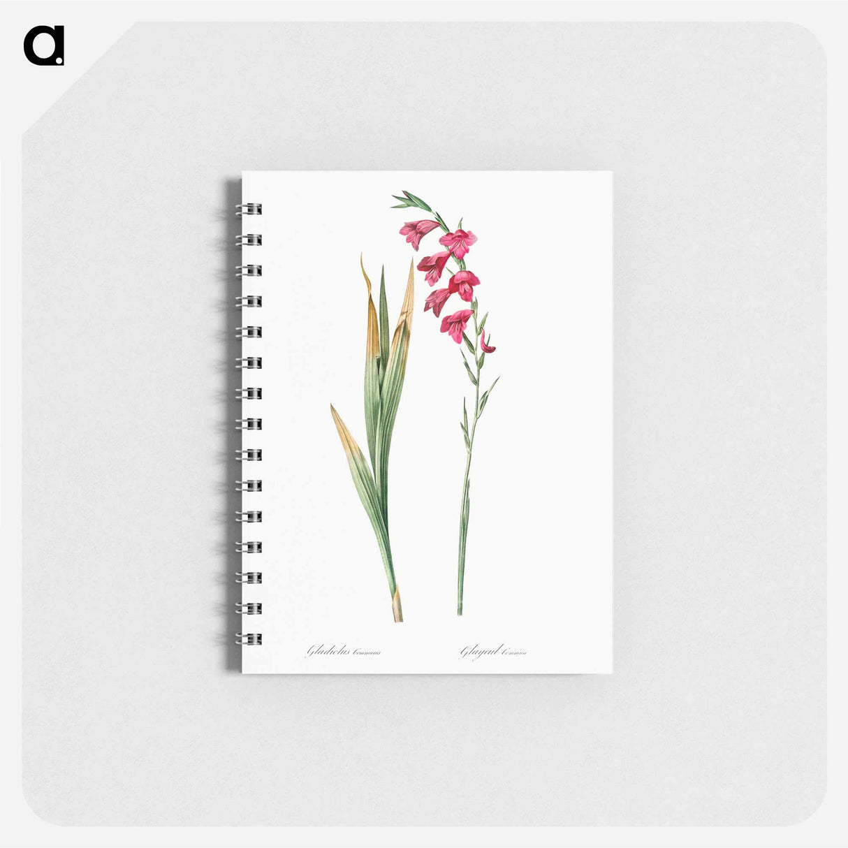 Eastern gladiolus - ピエール ジョゼフ ルドゥーテ Memo.