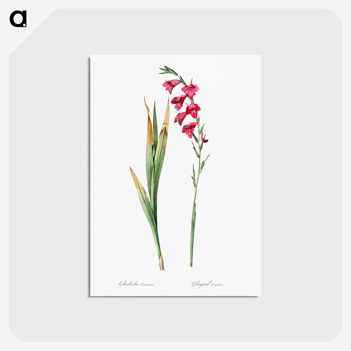 アートポストカード-Eastern gladiolus - ピエール ジョゼフ ルドゥーテ Postcard.