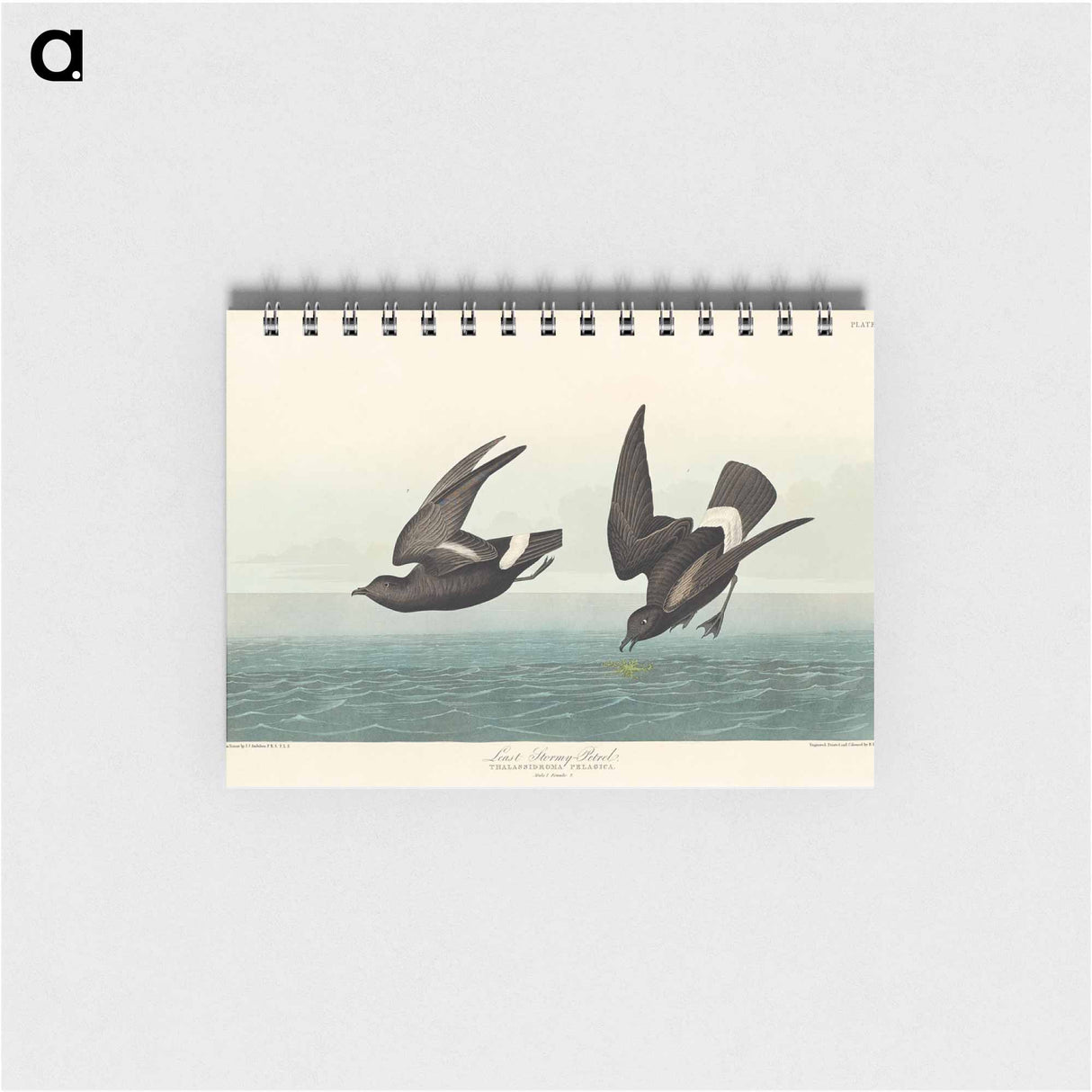 アートメモ帳-Least Stormy-Petrel from Birds of America
- アメリカの鳥たち Memo.